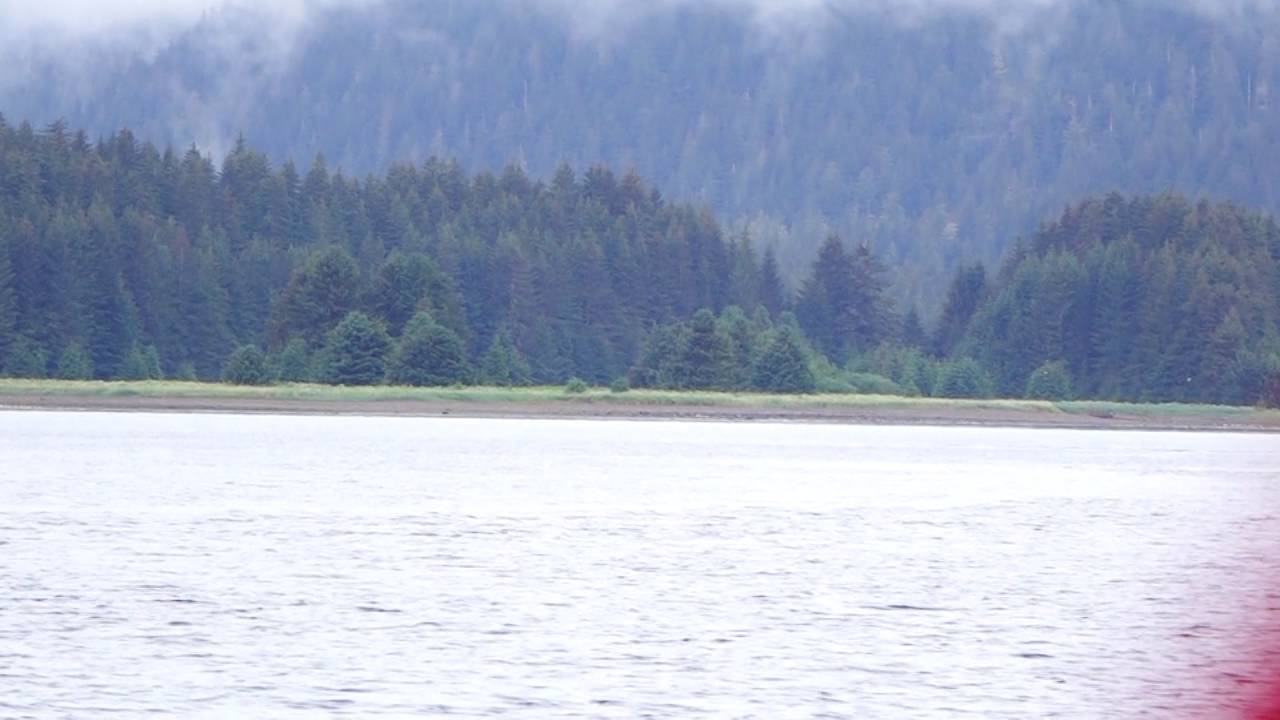 Whale Watching in Icy Strait Point with Glacier Winds Charters