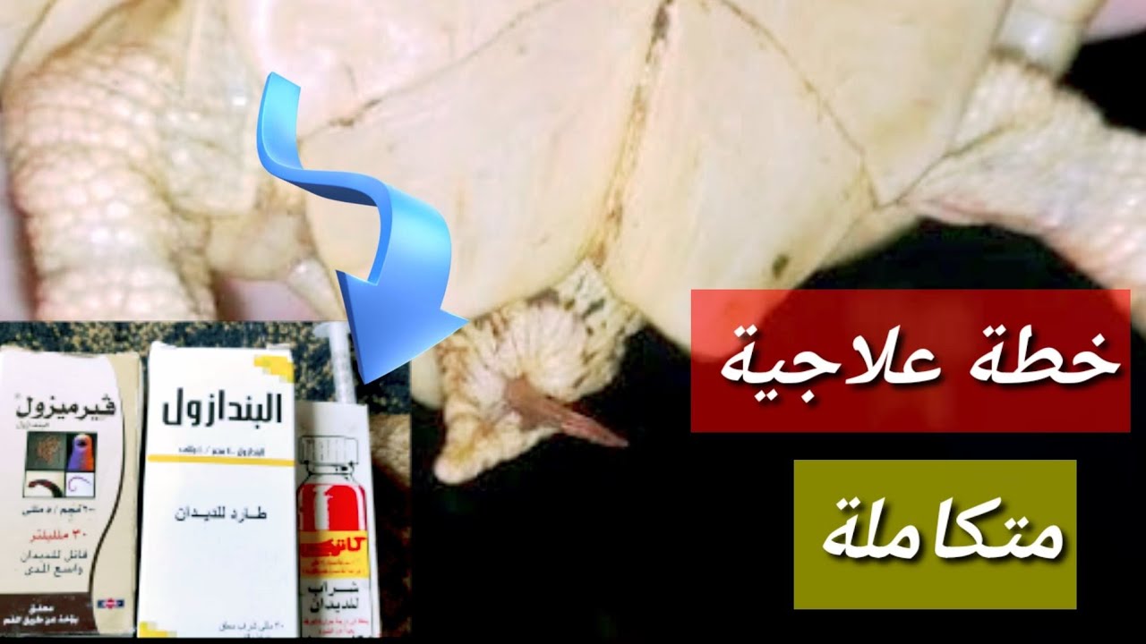 الديدان عند السلاحف وكيفية علاجها