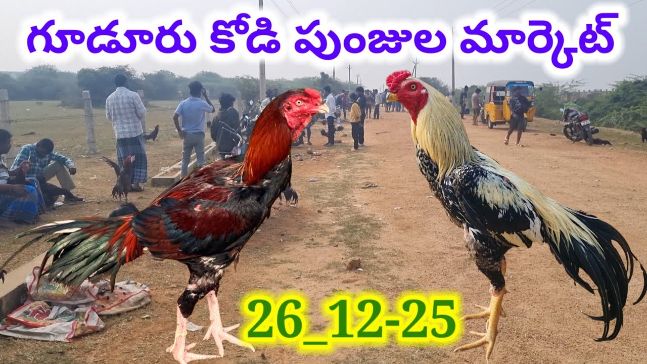 Gudur kolla market Friday 26 12 25 గూడూరు కోడి పుంజుల మార్కెట్  ##market mr king