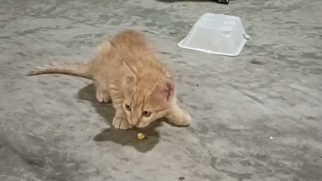 Red cat  eating 