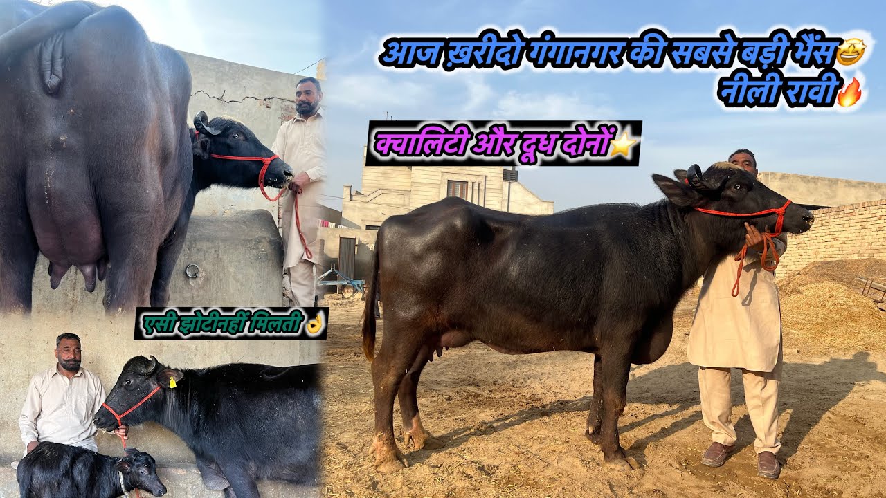 आज ख़रीदो गंगानगर की 🤩सबसे बड़ी नीली रावी झोटी🏆एसी झोटियाँ रोज़ नहीं पेदा होती🔥।2 झोटी बिकाऊ⭐️