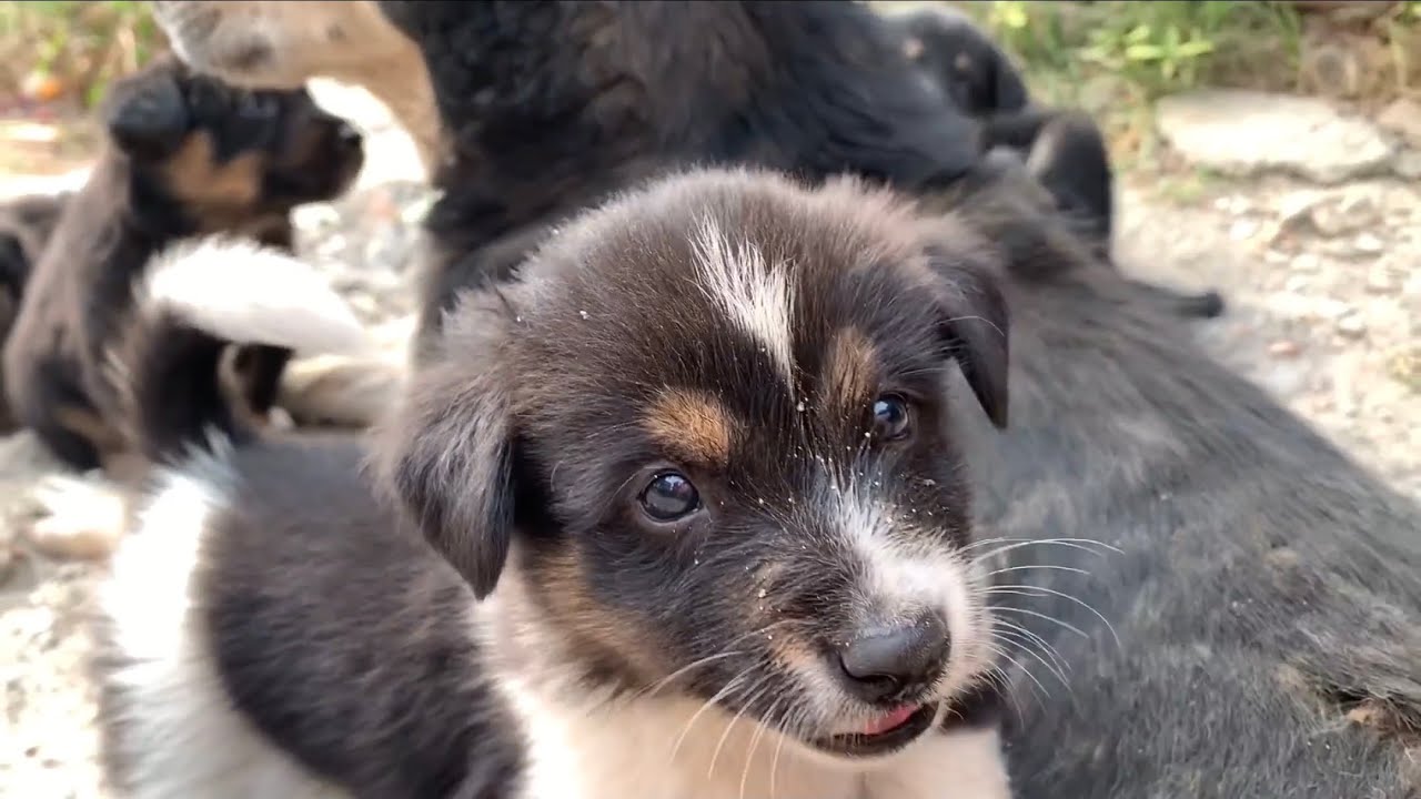 Puppies Fighting For Mother's Milk💦/ No Comprise while Eating😅