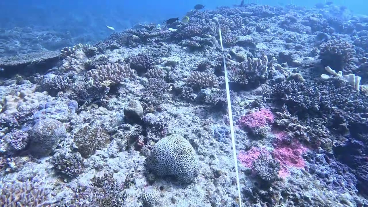 恩納村万座ドリームホールリーフチェック　2025/11/24　水深10ｍ