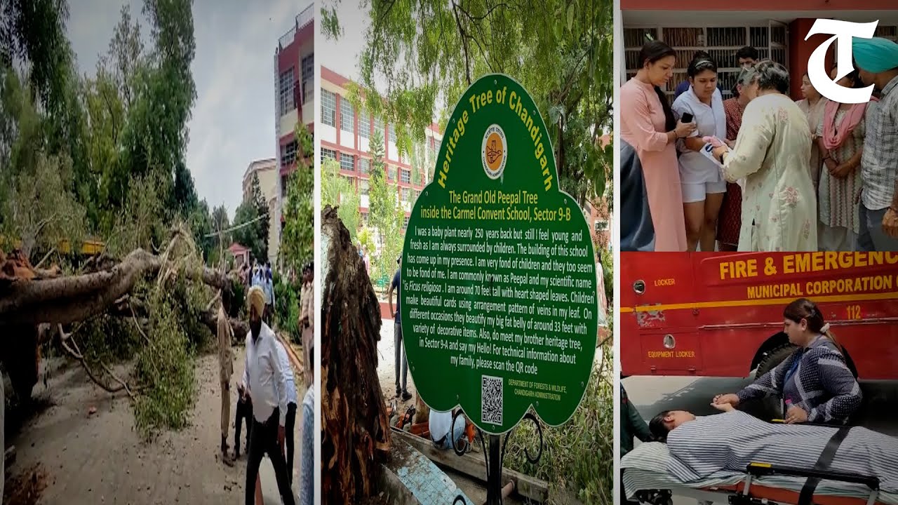 1 student dead, dozen others injured after a tree fell on them at Chandigarh's Carmel Convent school