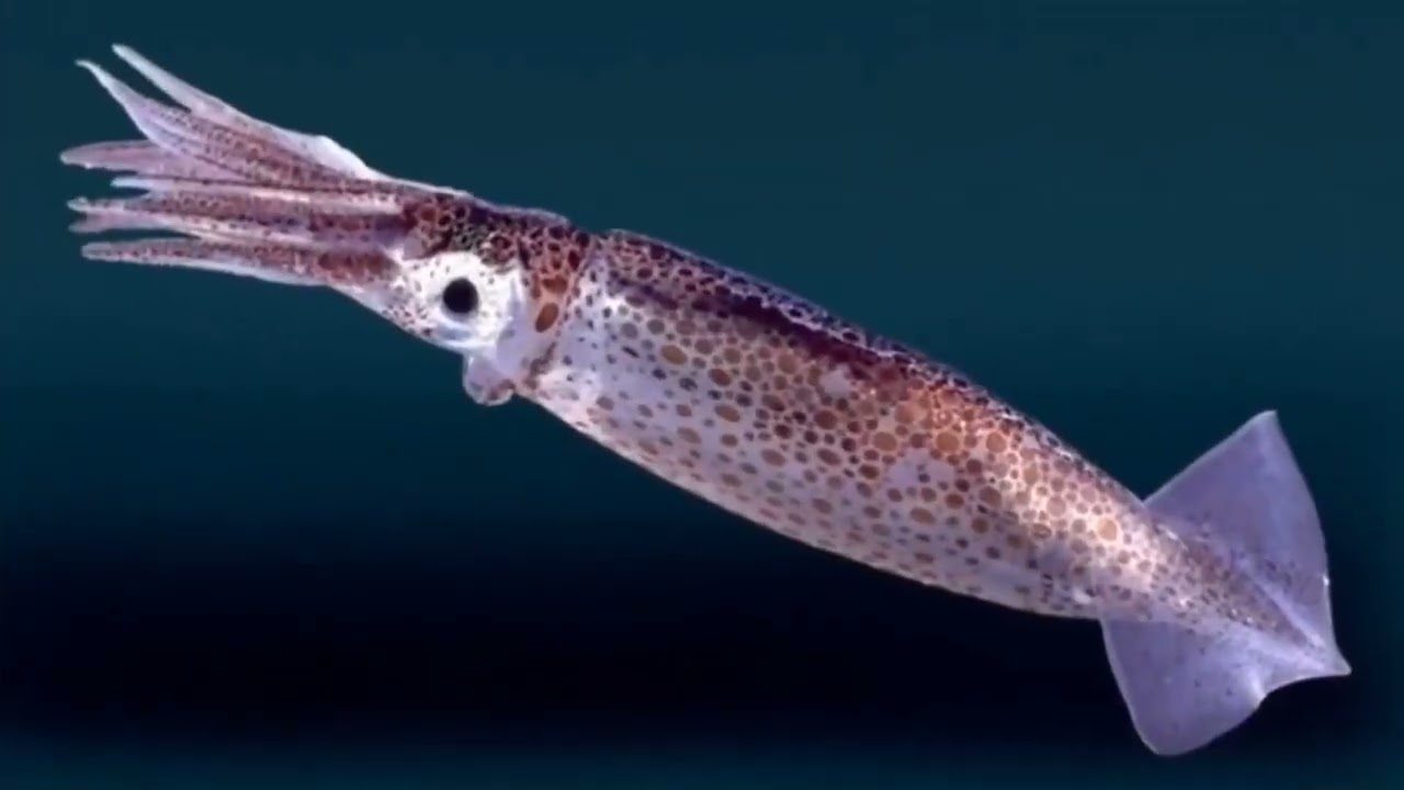 Mengenal Cumi-cumi 