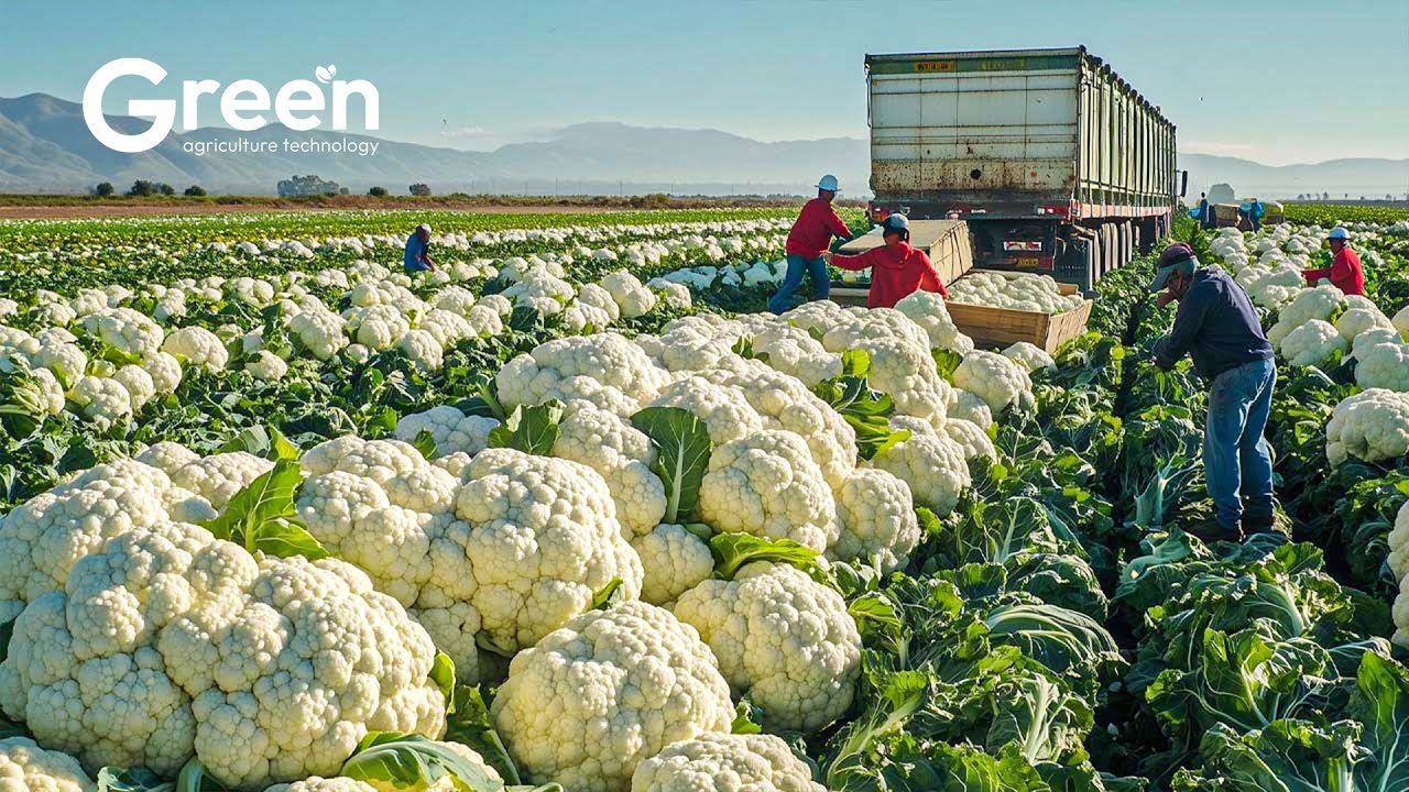 How to MILLIONS of tonts Cauliflower Harvested & Processed | Agriculture Technology