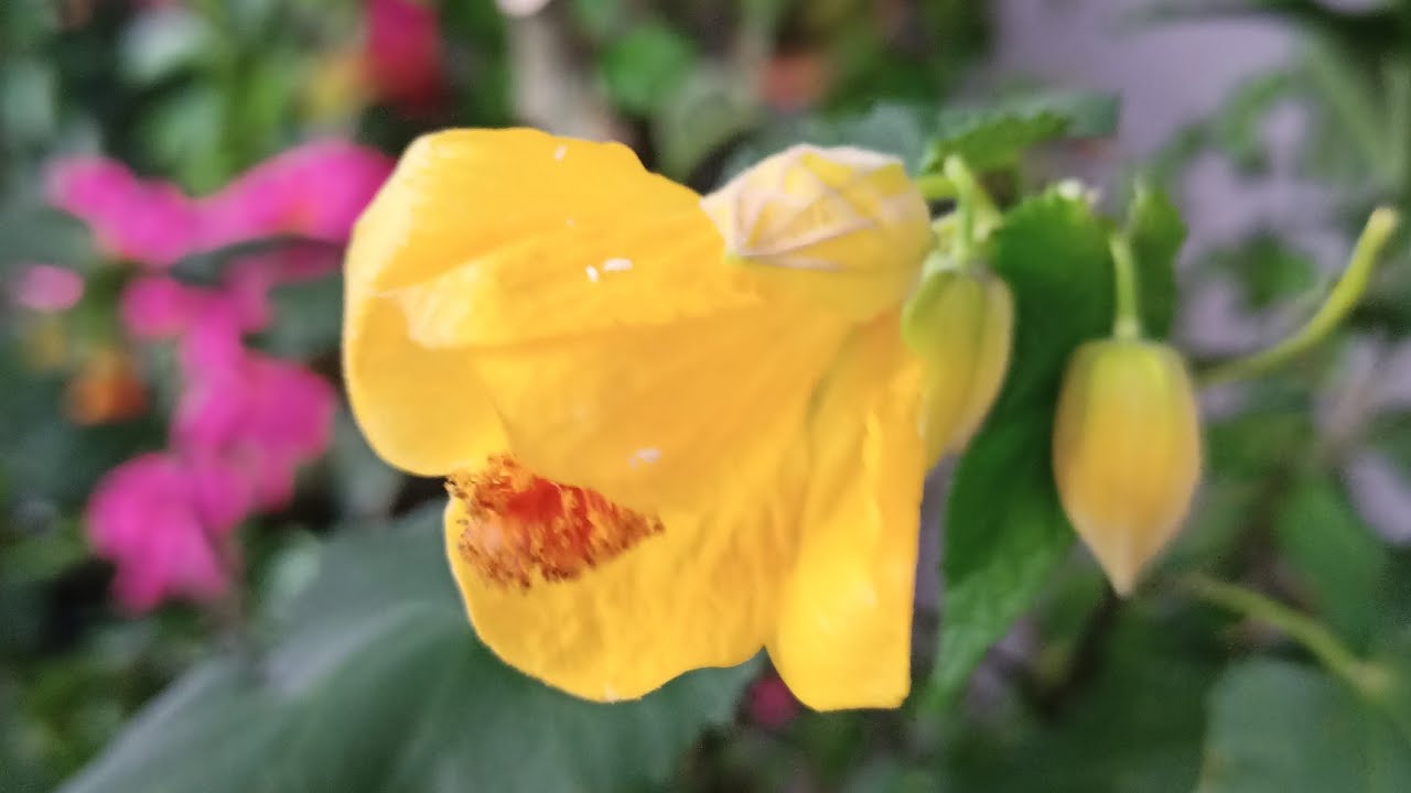 🌹🍀🌹Abıtılon Mandıvılla bakımı üretimi