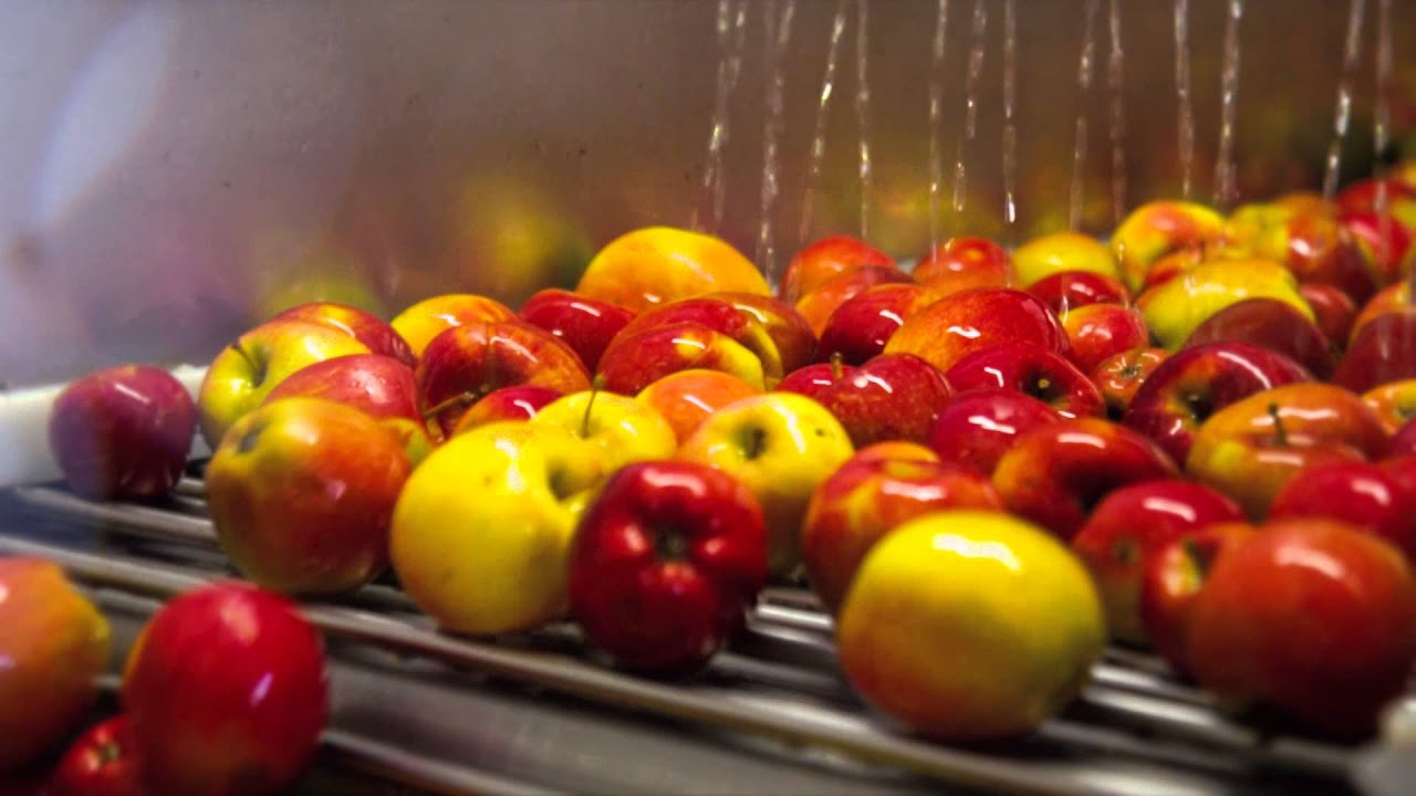 Apple Pressing time at Healeys Cyder Farm