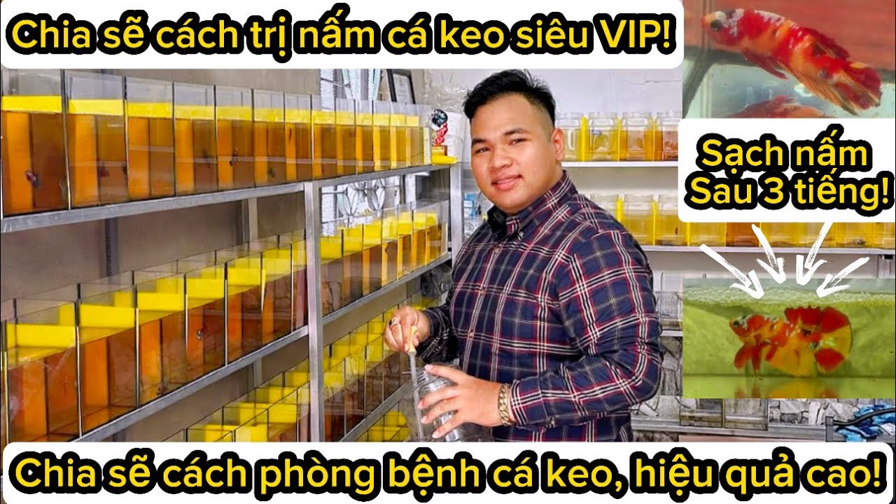 Chia sẽ xách trị nấm cá betta siêu VIP, sạch nấm sau 3 tiếng. Cách phòng bệnh cá keo, hiệu quả cao!!
