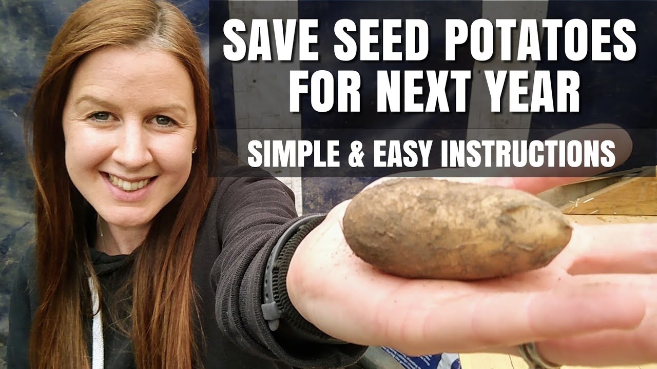 How To Save Seed Potatoes From This Years Harvest To Grow Next Year