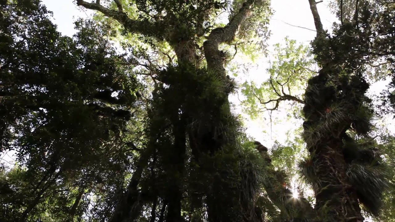 Bosques valdivianos