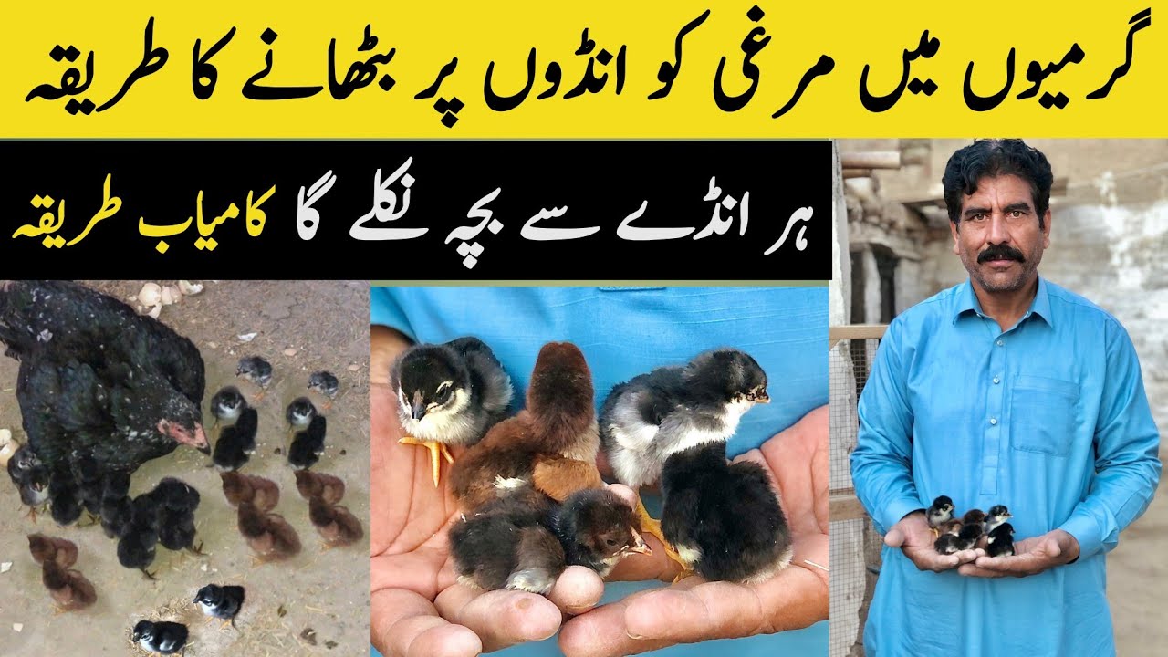 Garmiyo Main Murgi Ko Kurak Par Kase Bithany || Khurak Wali Murgi || Tariq Bhai Vlogs