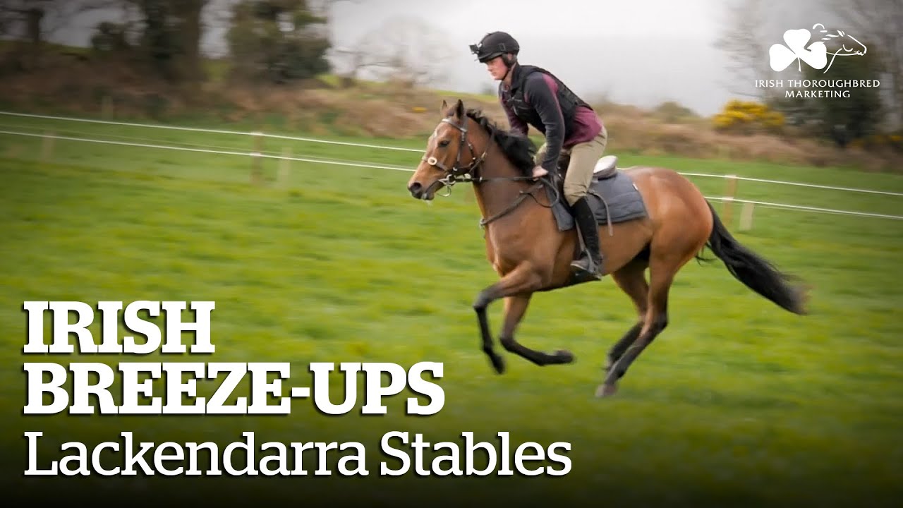 Irish Breeze-Ups 2021 - Lackendarra Stables, County Cork