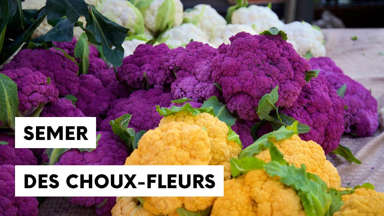 Semis et plantation du chou fleur