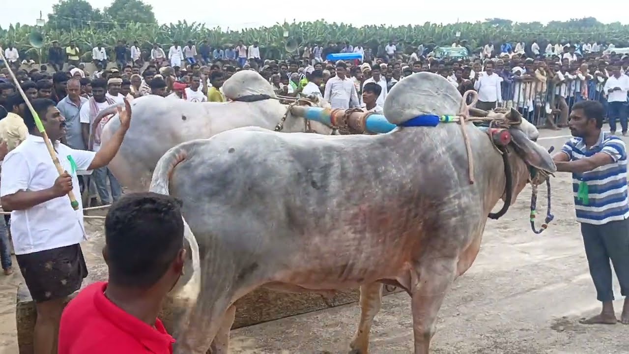 🏅🦖2వ విజేత కొండయ్య స్వామి జాక్పాట్ విభాగం,MCOR BULL+TPR గారి బుల్🌟🌟