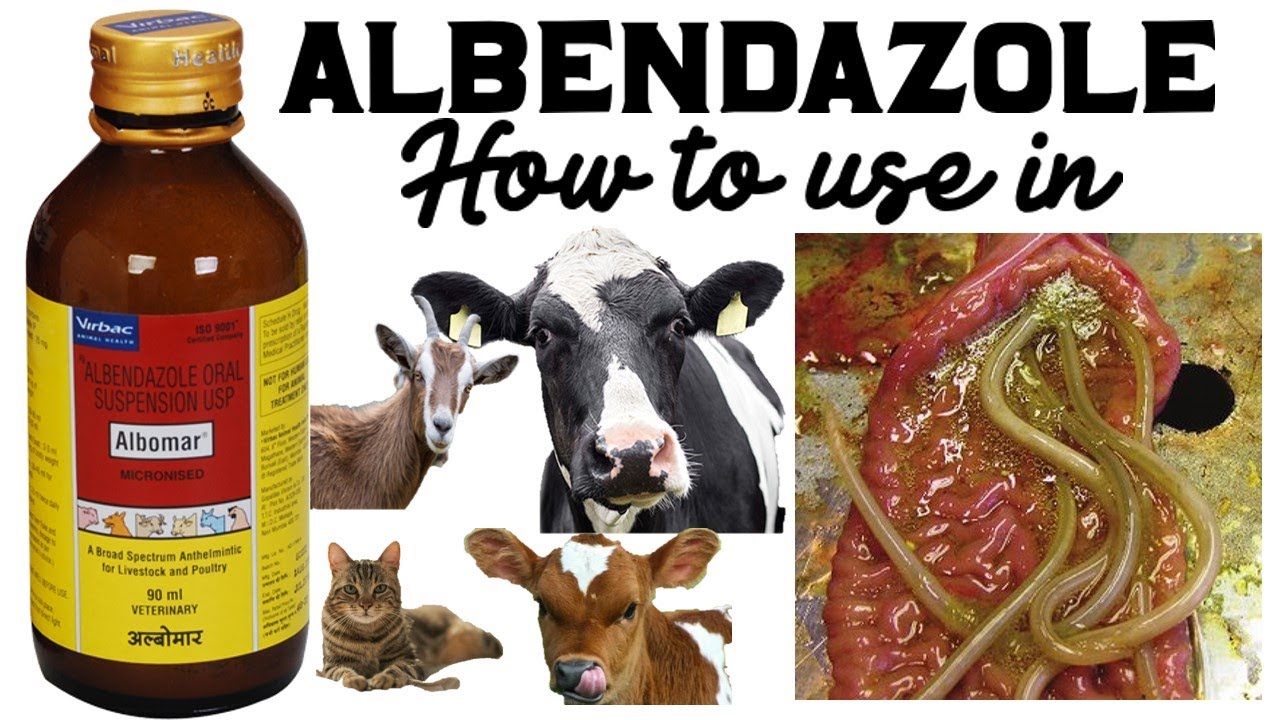 Albomar (Albendazole) Use in Cows, Buffaloes, Calves, Goats, Dogs & Cats | Parasite Prevention