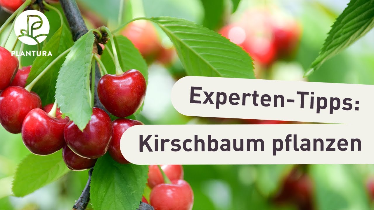 Kirschbaum pflanzen: So klappt&rsquo;s (Anleitung)