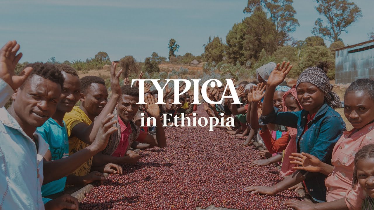 TYPICA in Ethiopia 2021/22 Full│Direct Trade Coffee Community [subtitles/자막 지원/字幕翻譯/字幕対応]