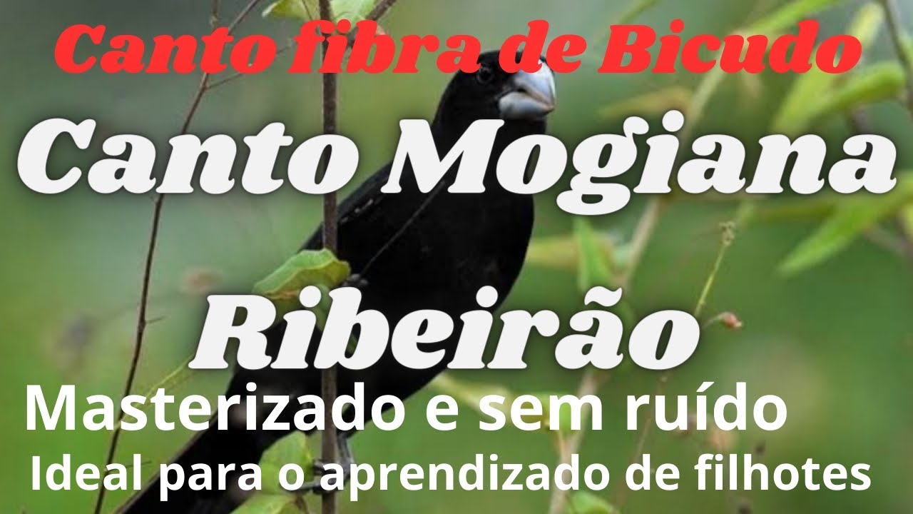 O Canto Mogiana Ribeirão Para Aprendizado de filhotes