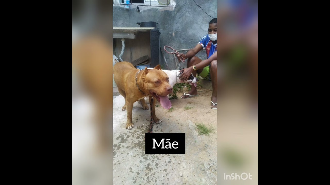 Evolução do garoto Simba 🦁 Até os 5 meses      cruza Apbt x Pitmonster