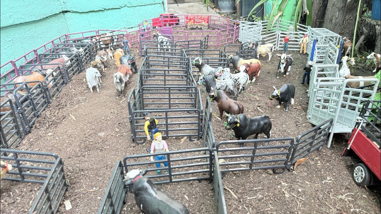 Engamarrando toros. Bulls toys Rancho Nuevo