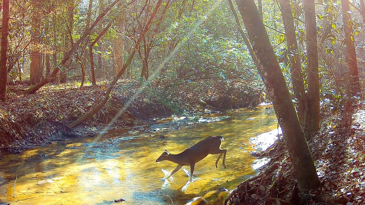 Hidden Animal Crossing Trail Camera Videos: Wild Boar and Deer