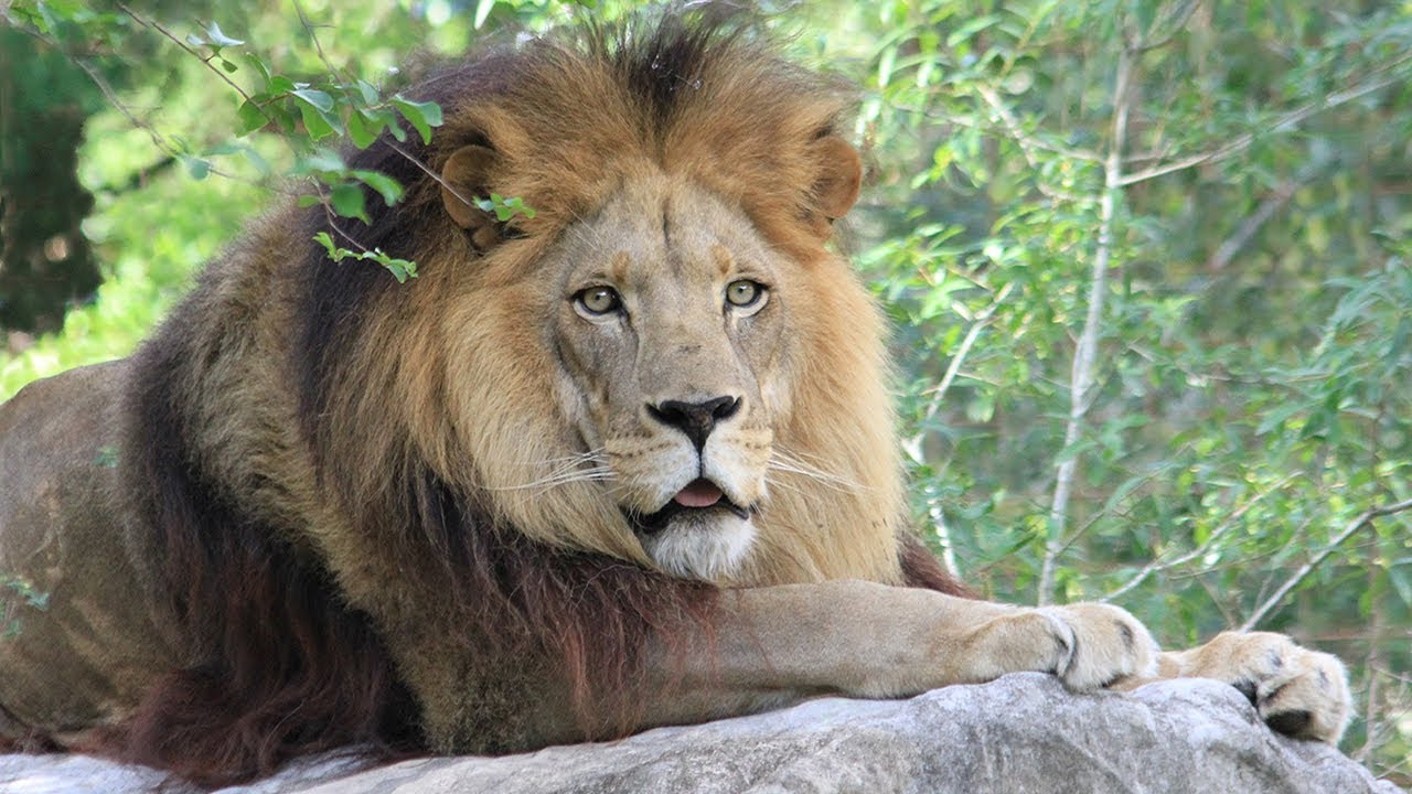 A Tribute To A Lion King