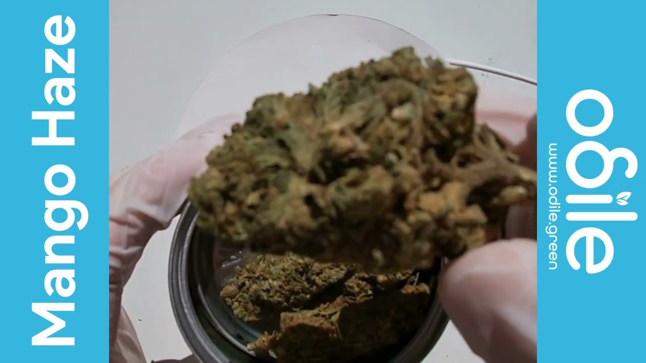 Odile.green Mango Haze CBD - Ouverture de Bo&icirc;te Video