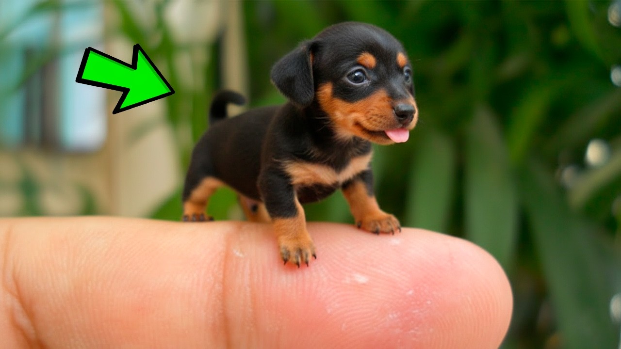 😲 Los 10 perros mas diminutos del plantea — ¡Caben en tu mano!