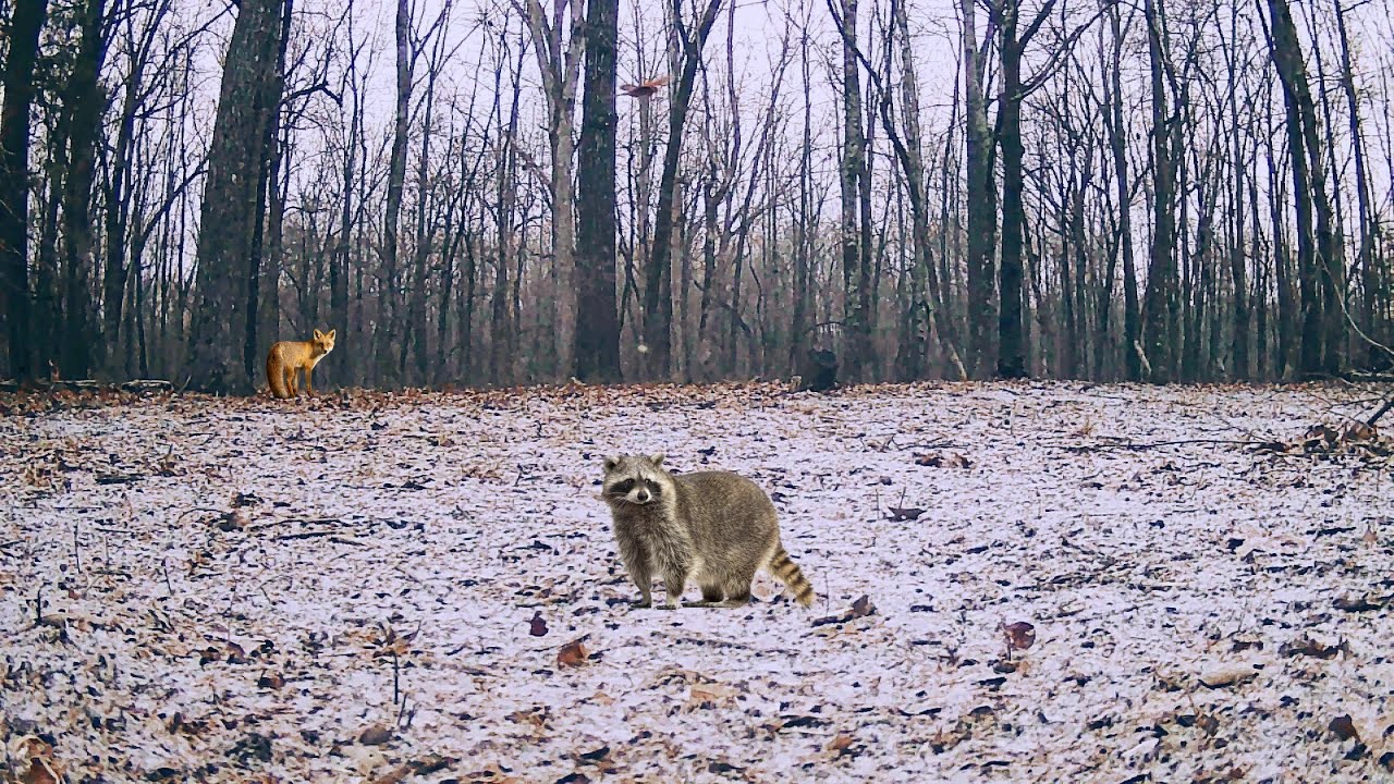 Welcome To The Forest
