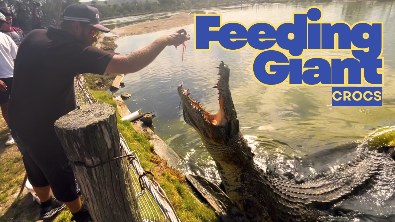 Koorana Croc Farm tour...