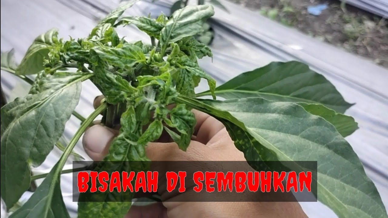 Perawaran cabai saat terkena keriting