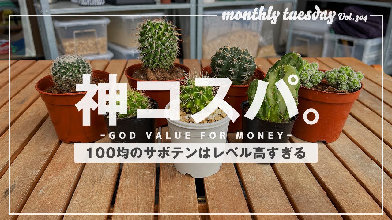【100均サボテン】ダイソーで売ってるサボテン、観葉植物、多肉植物のコスパ◎【ゲッチューファーム園芸ver】