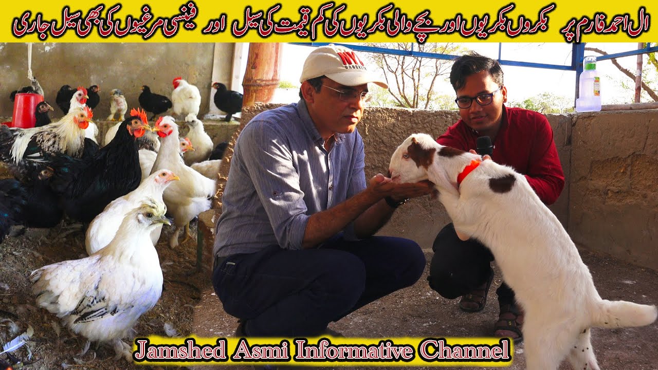 Al Ahmed Goat and Fancy Hen Farm | Dumba Goth at Karachi