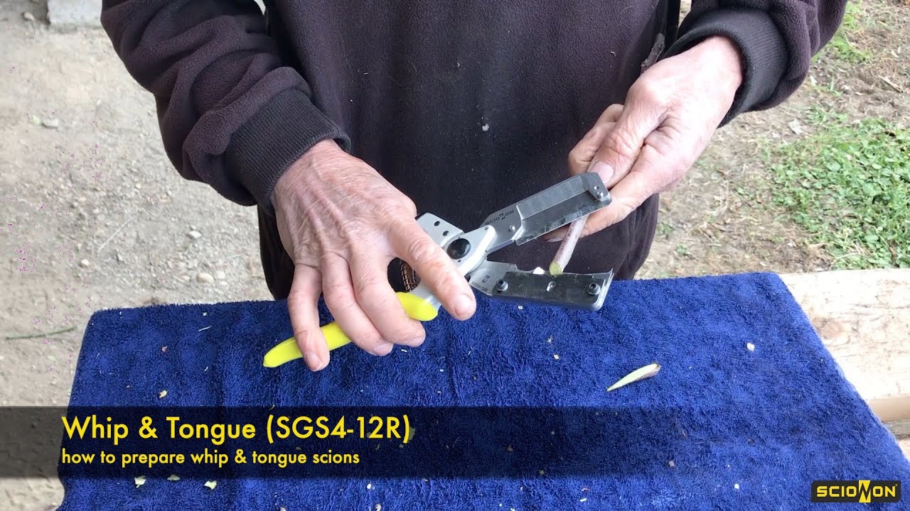 Demonstrations of common grafting and budding cuts - Scionon Grafting Shears SGS4-12R