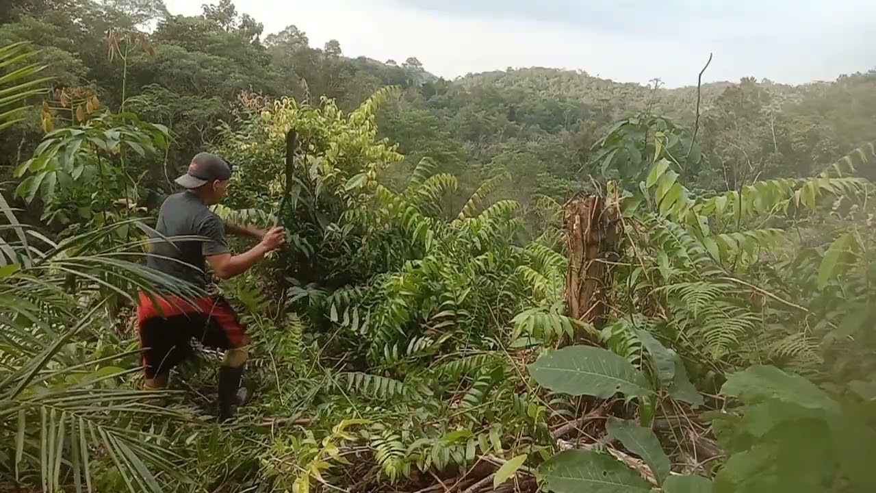 Bersihkan semak belukar dikebun