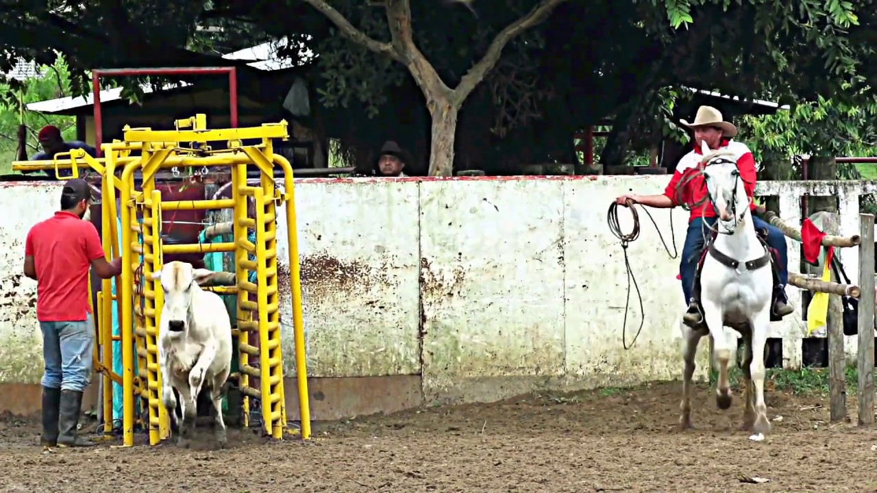 TRES CABALLOS DE VAQUERÍA: PISTOLERO, TRES LETRAS Y ESPARTANO