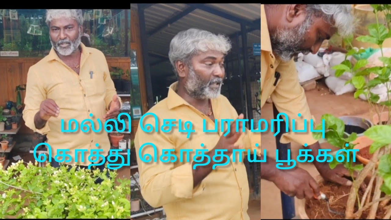 மல்லி செடி பராமரிப்பு.கொத்து கொத்தாய் பூக்கள்#Tamil#agriculture#farming