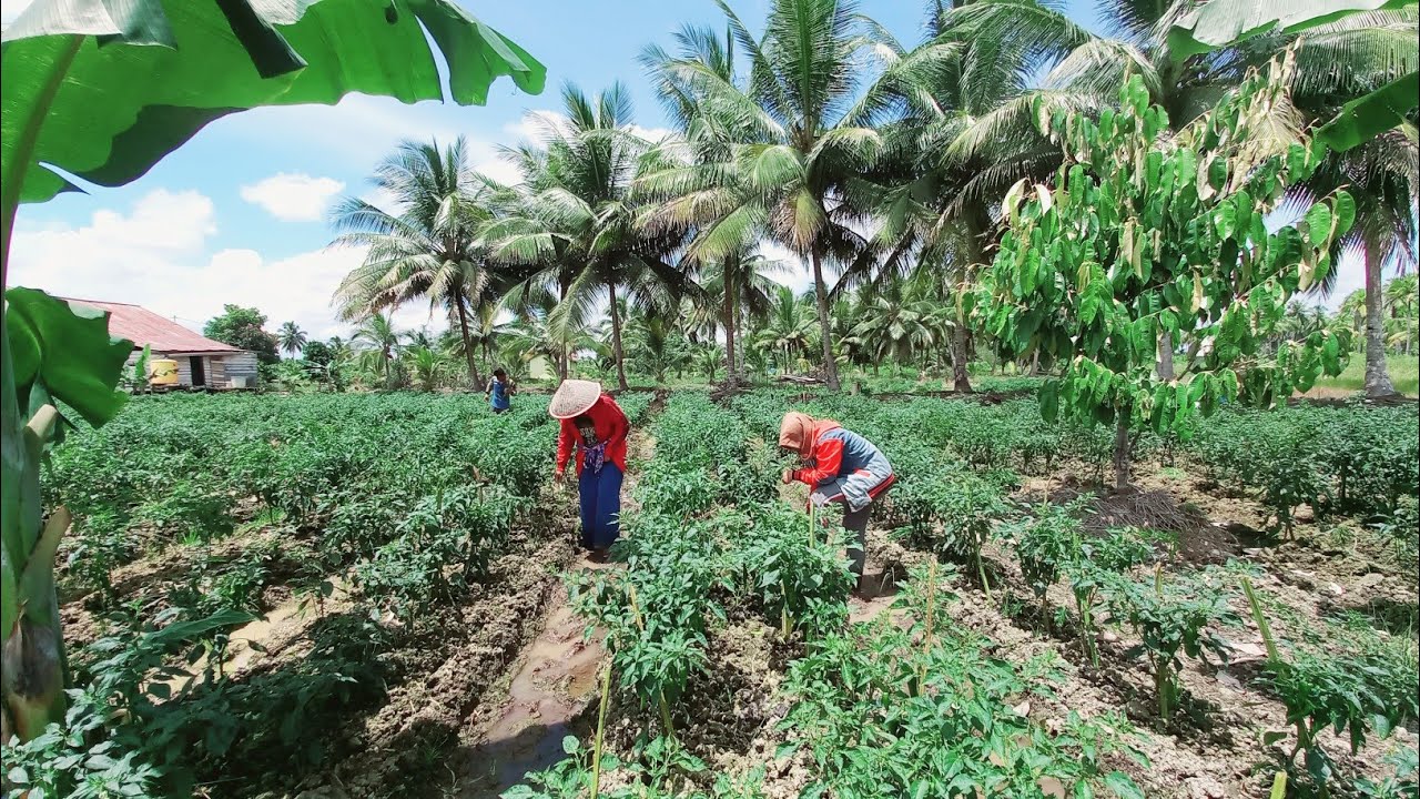 KABAR DARI LAHAN PAK WARNI YANG DULU RAWA SEKANG JADI KEBUN CABE