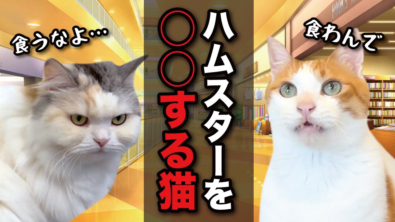 【これはアカン】ハムスターショップで猫がアルバイトした結果【コント】 【猫アニメ】