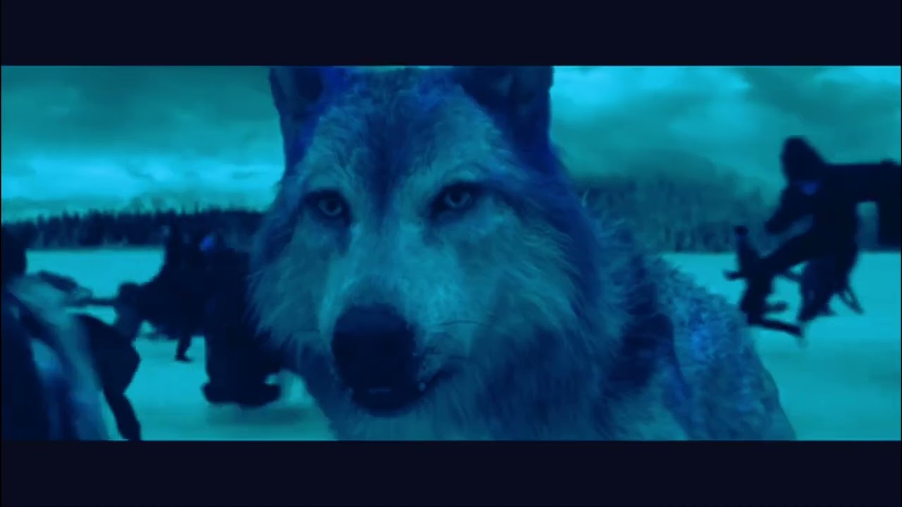 Twilight wolves ~ apologize