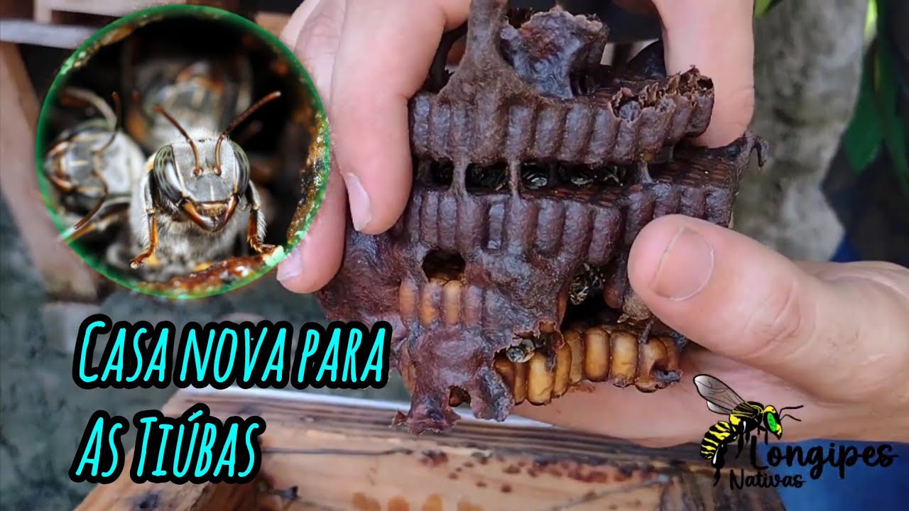 Transferência detalhada de tiúba - de caixa velha para nova #abelhas #meliponicultura #bee #uruçu
