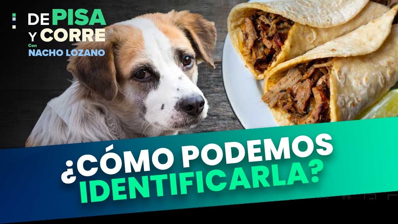 Carne de perro: ¿Cómo podemos identificarla? | DPC con Nacho Lozano