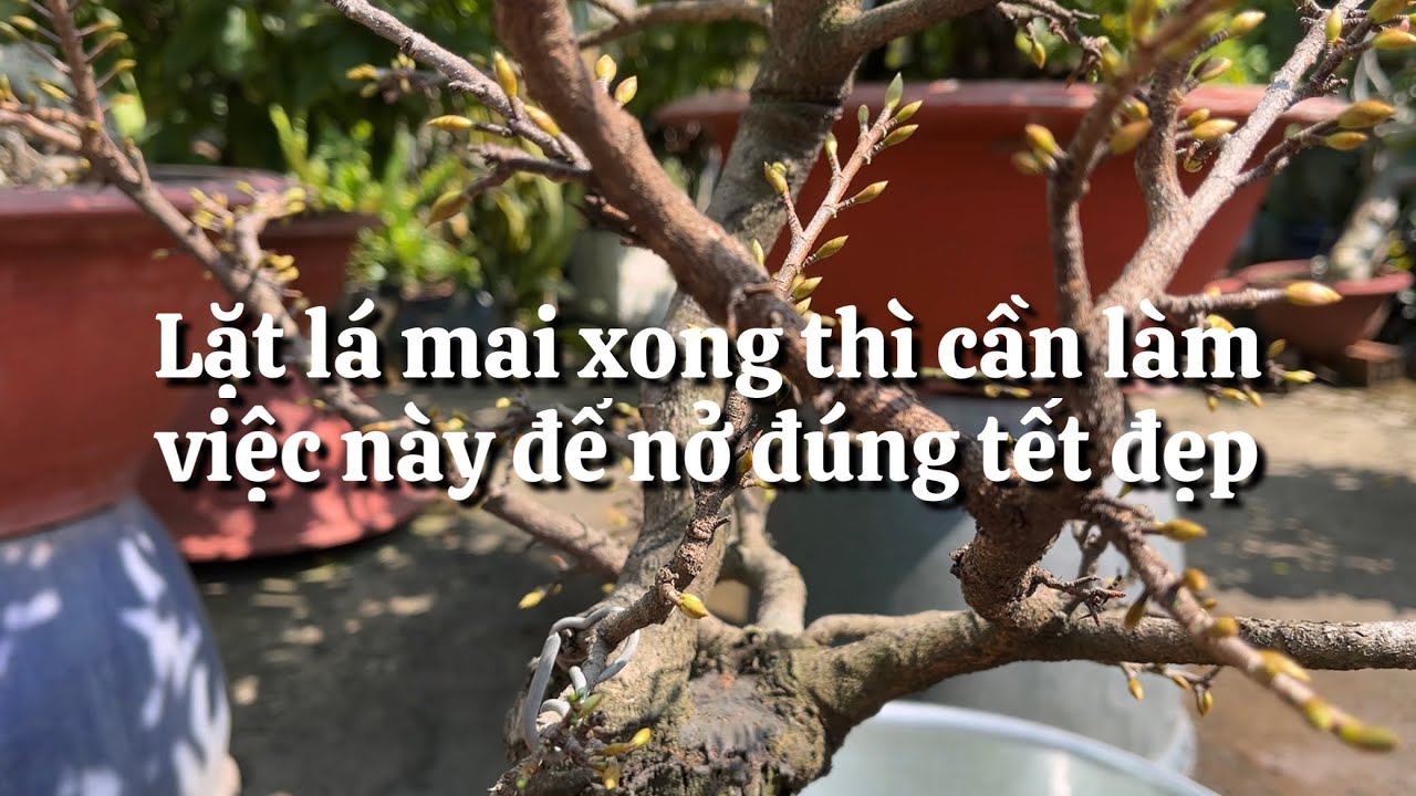 Lặt lá mai xong cần làm gì để cây mai trổ bông đẹp đúng tết ?