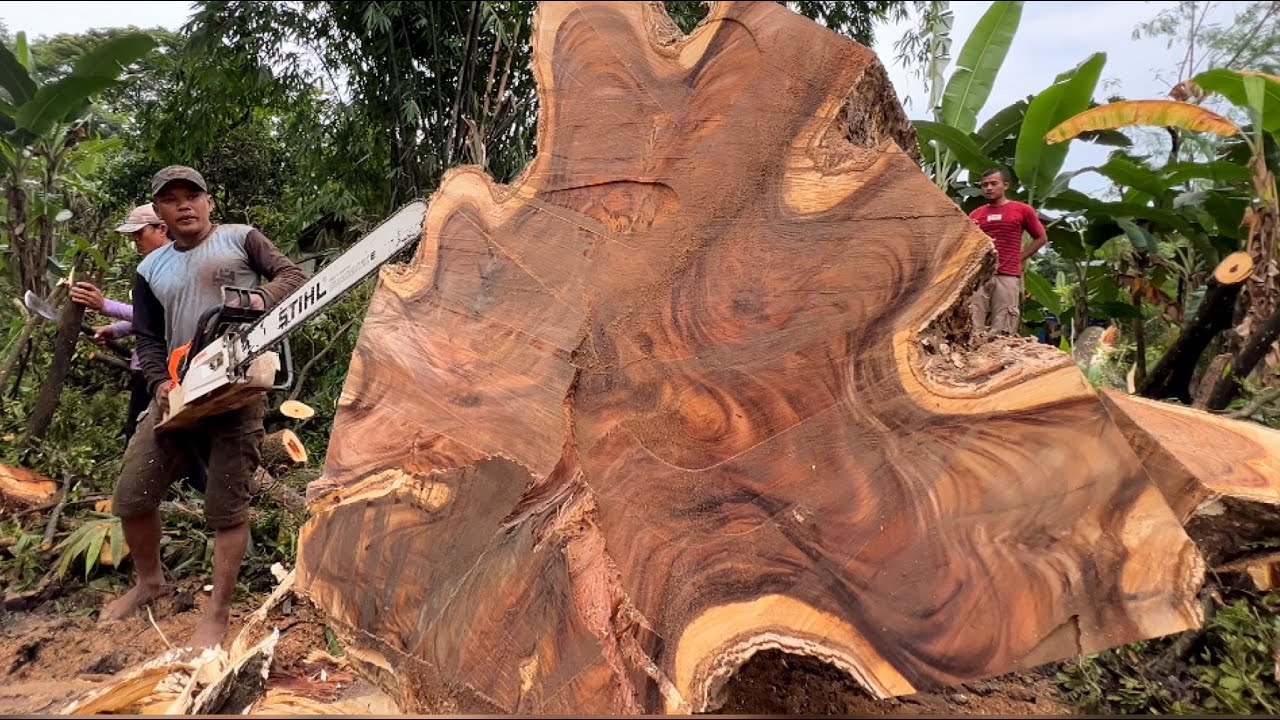 Full of surprises... Cut down a century-old trembesi tree.