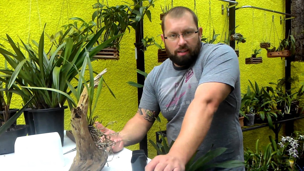 Especial cultivo de orquídea Oncidium