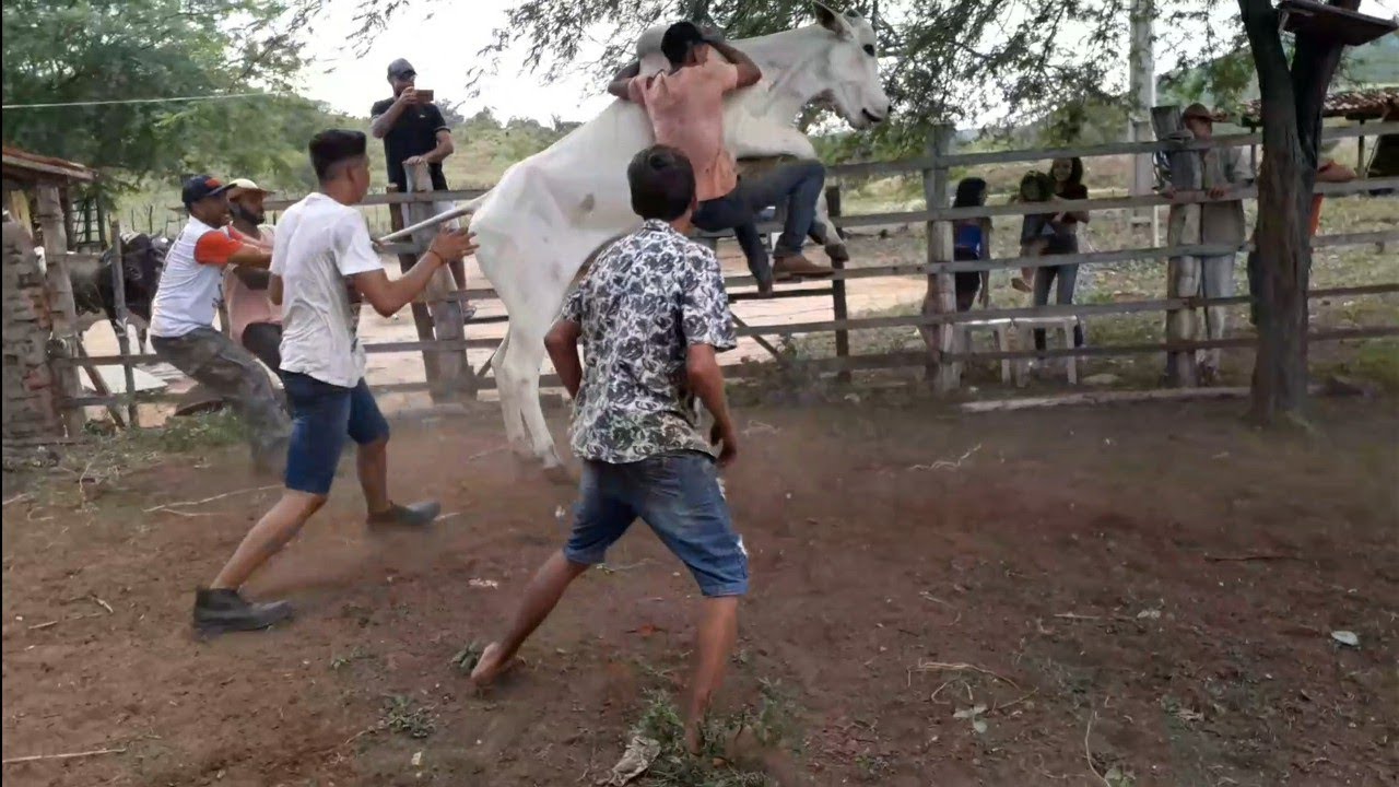 Vamos pegar o touro!! 🤭🤠😂😂