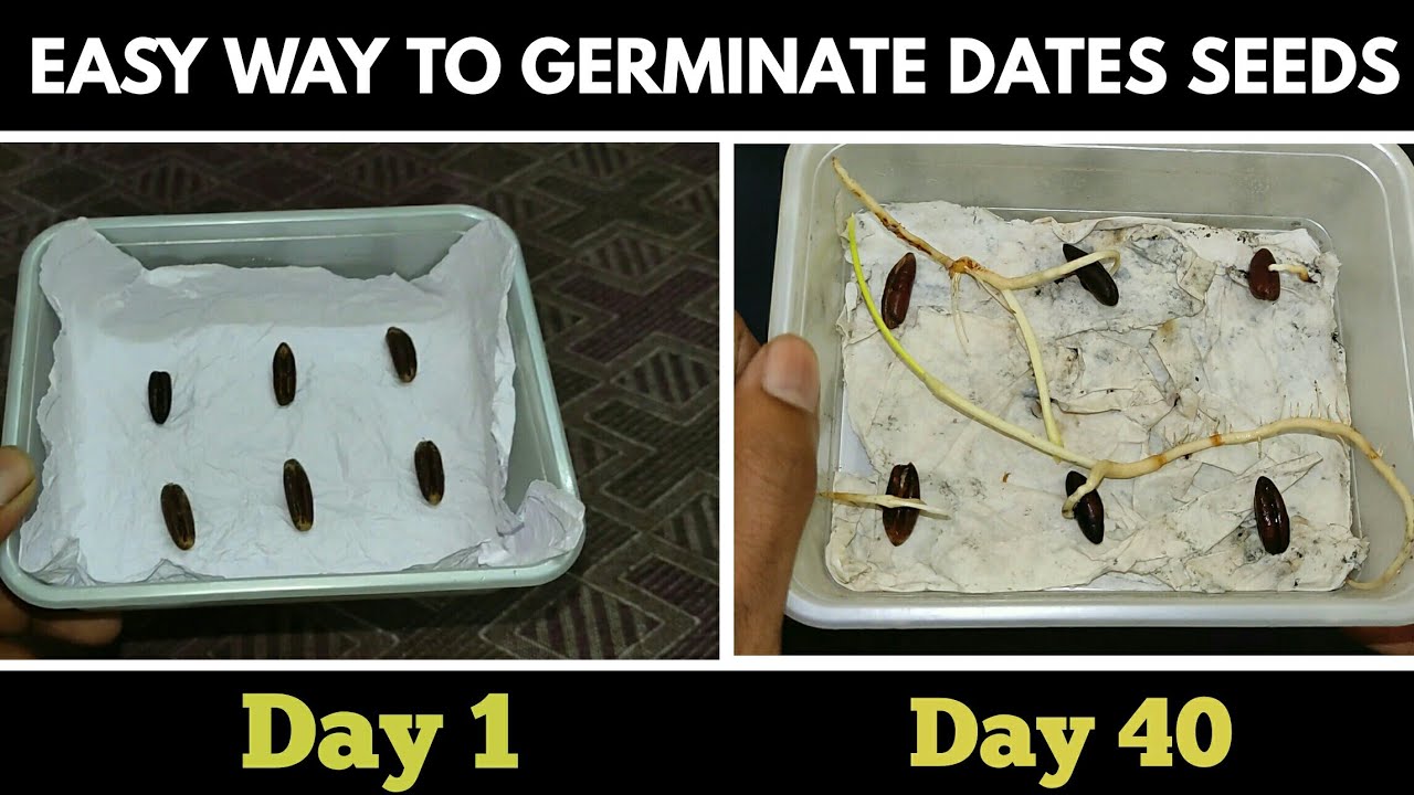 How To Germinate Dates Plam Tree Seed | Growing Dates Plant From Seeds
