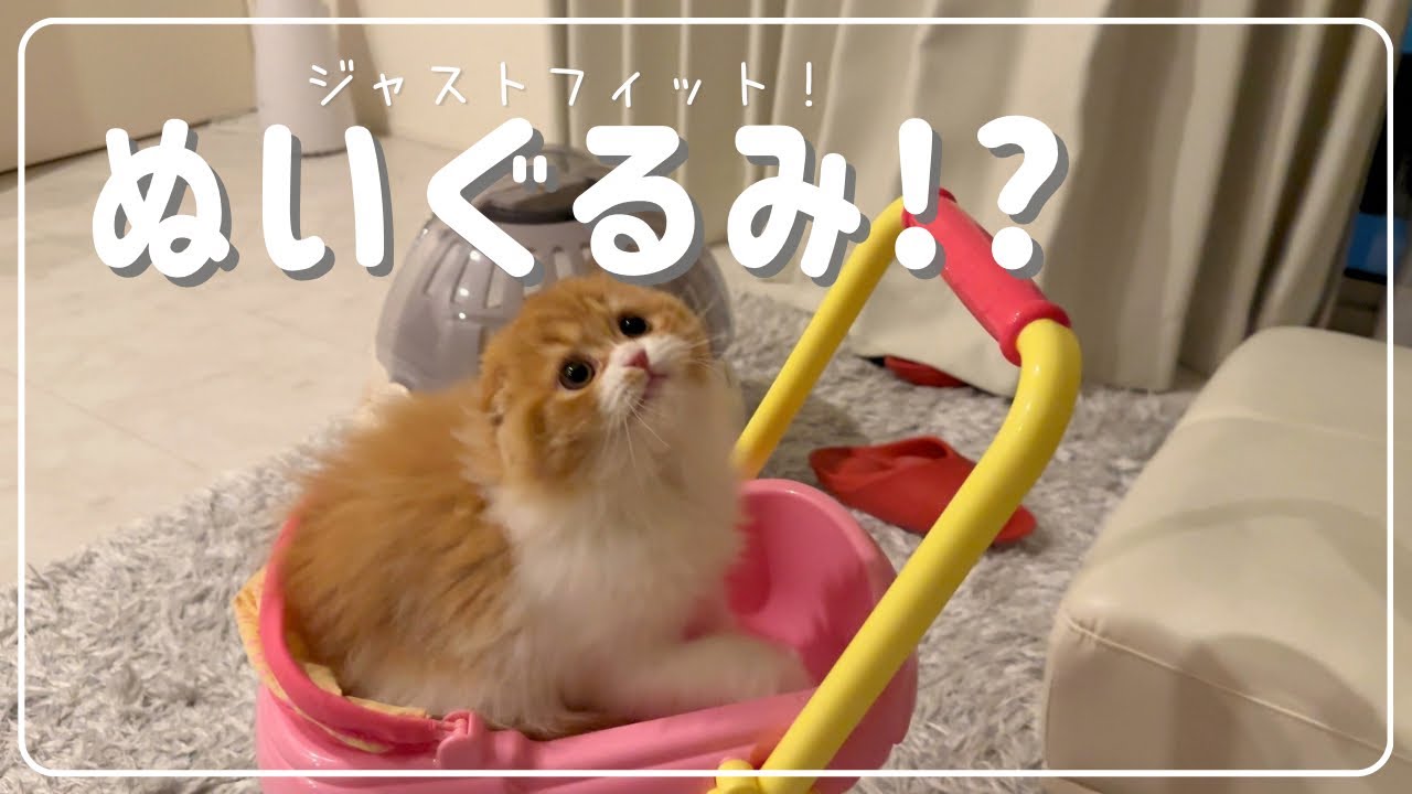 ぬいぐるみかと思ったら…動いた！！🐾✨