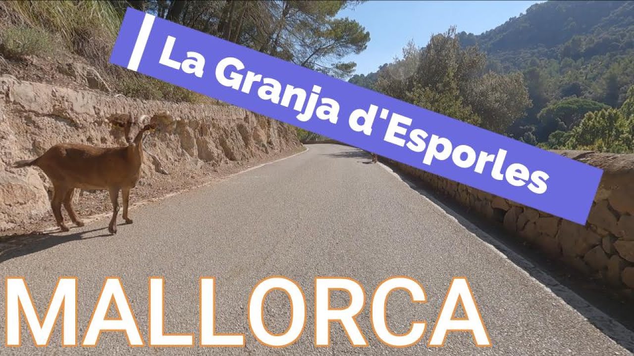 8 min fast downhill road bike Indoor Cycling Workout | 🚴Mallorca🌞La Granja d'Esporles